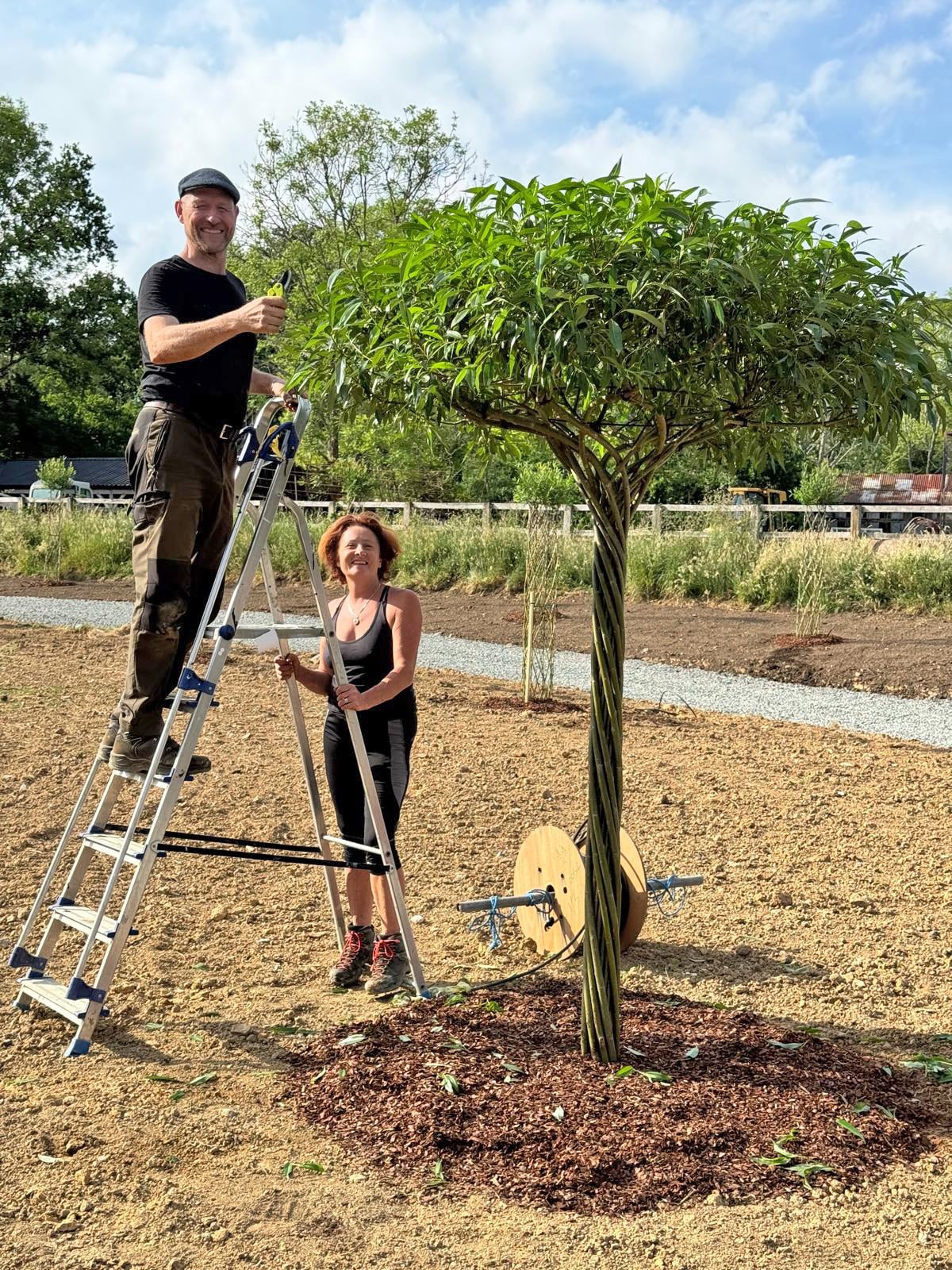 Living willow sculpture being trimmed by man on a ladder