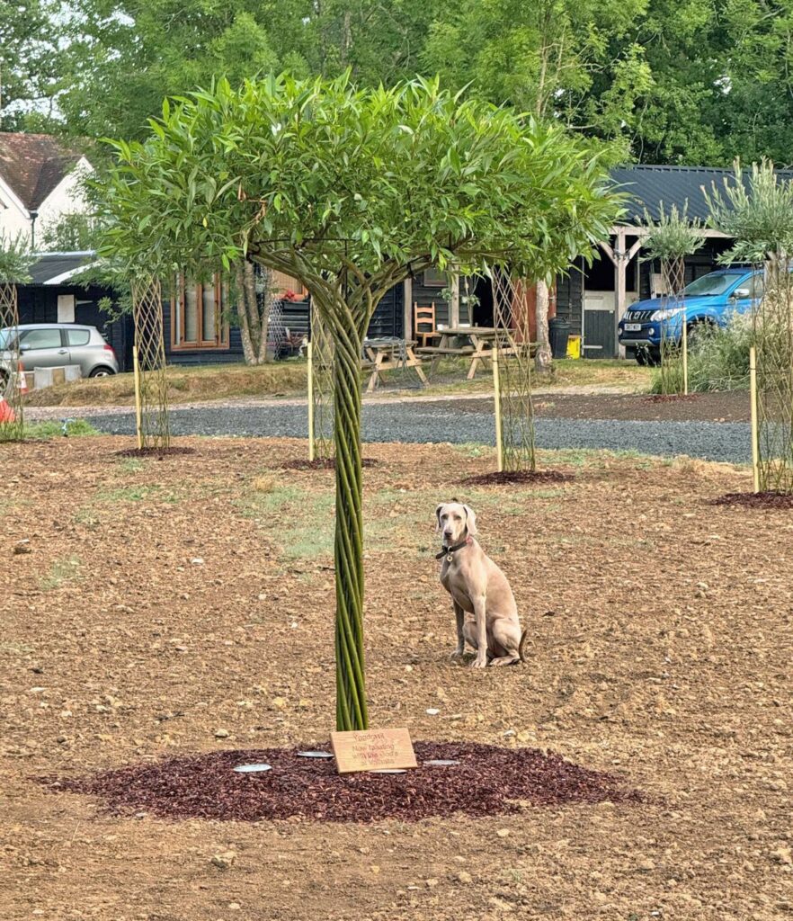 The living umbrella willow sculpture planted and a dog