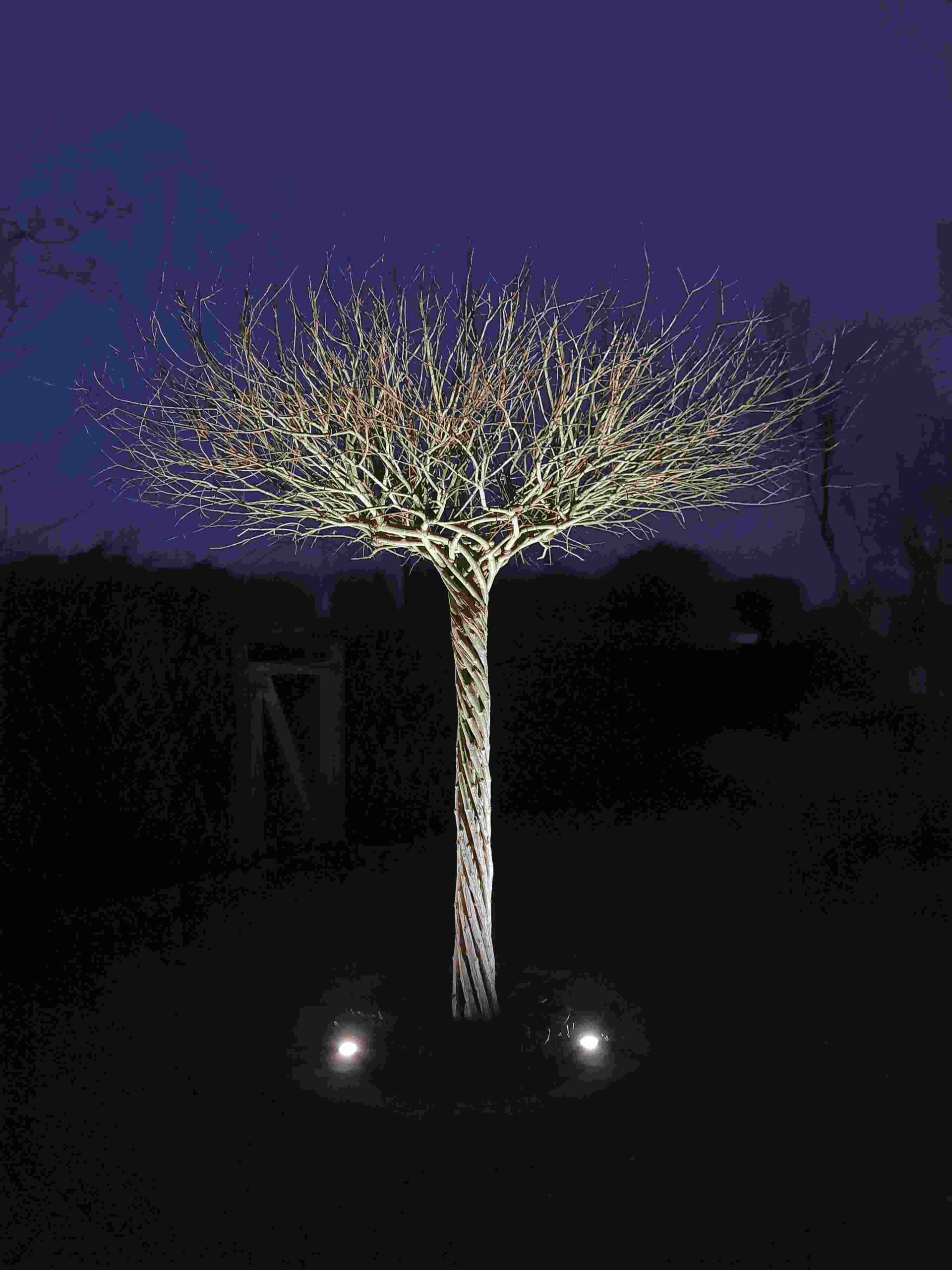 Living willow tree with uplights at night