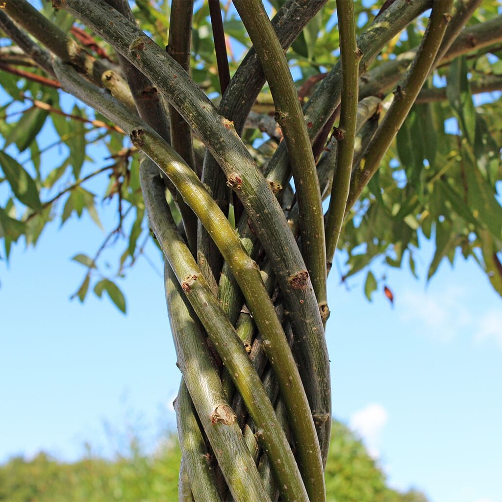 The twisted stem of a living willow tree