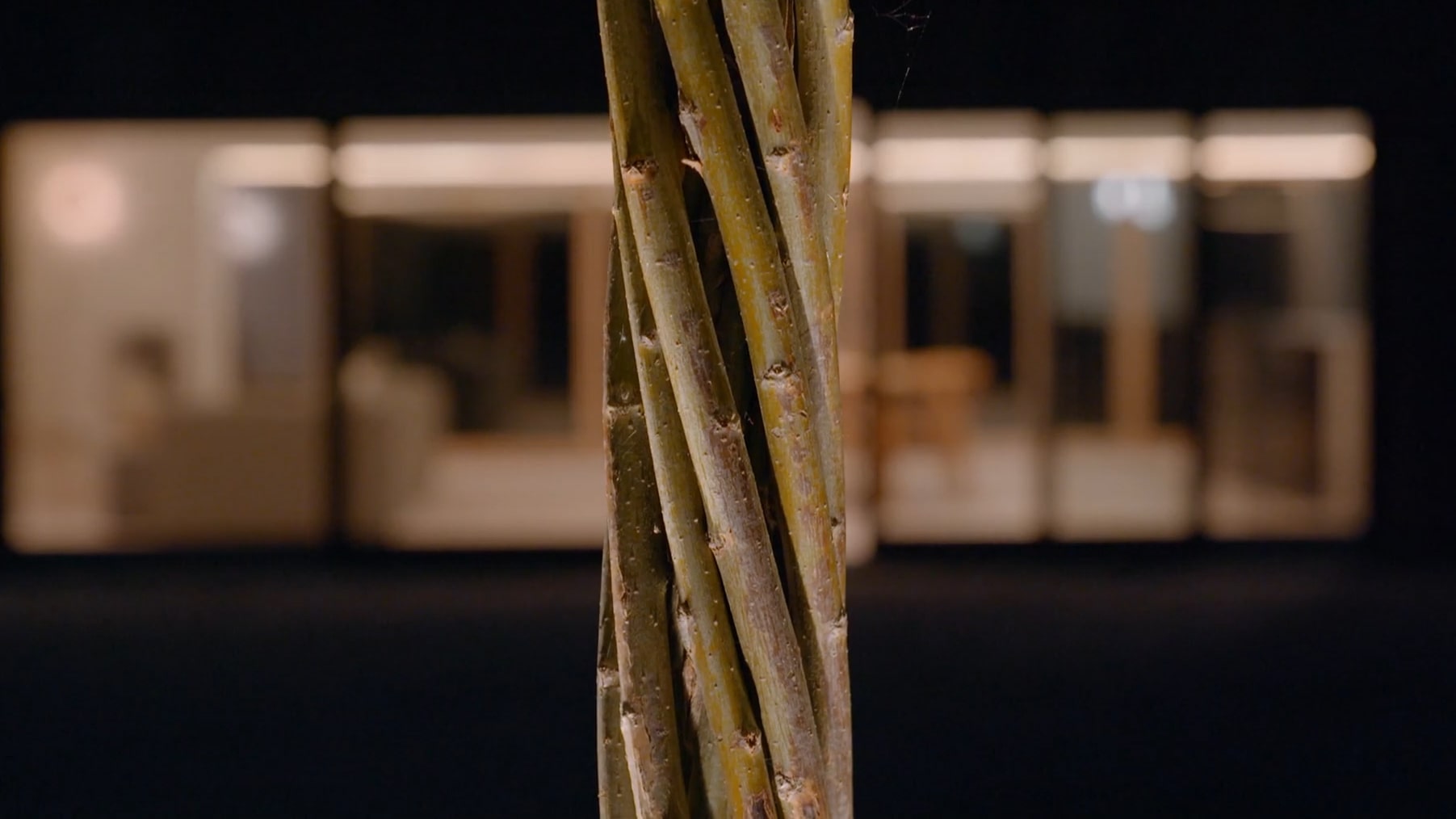Closeup of twisted stem at night with lights