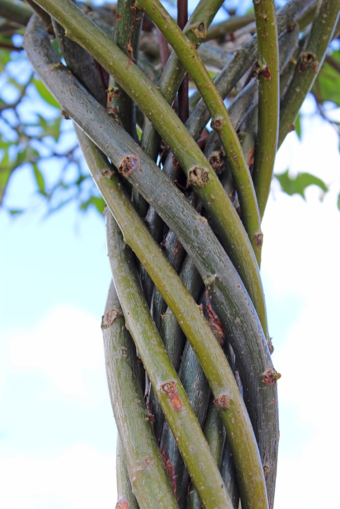 Closeup of a stem of a living willow tree