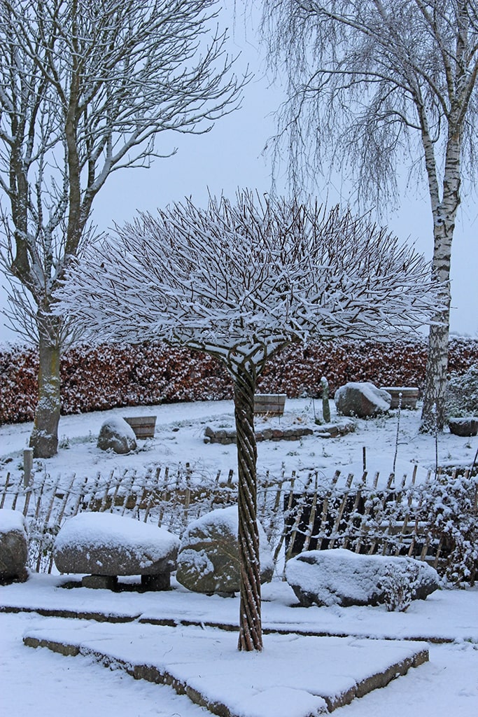 Living willow tree with snow in winter