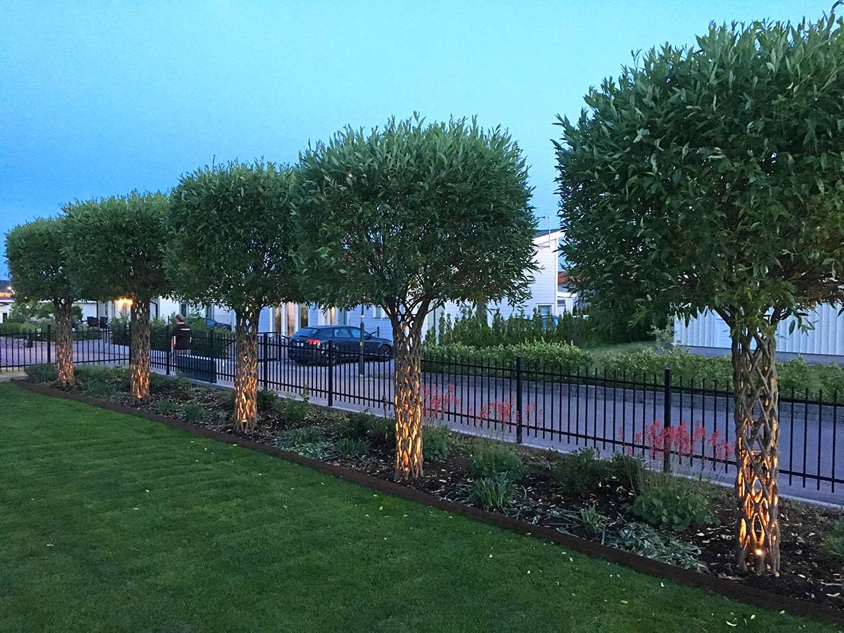 Line of living willow trees with upligts at night