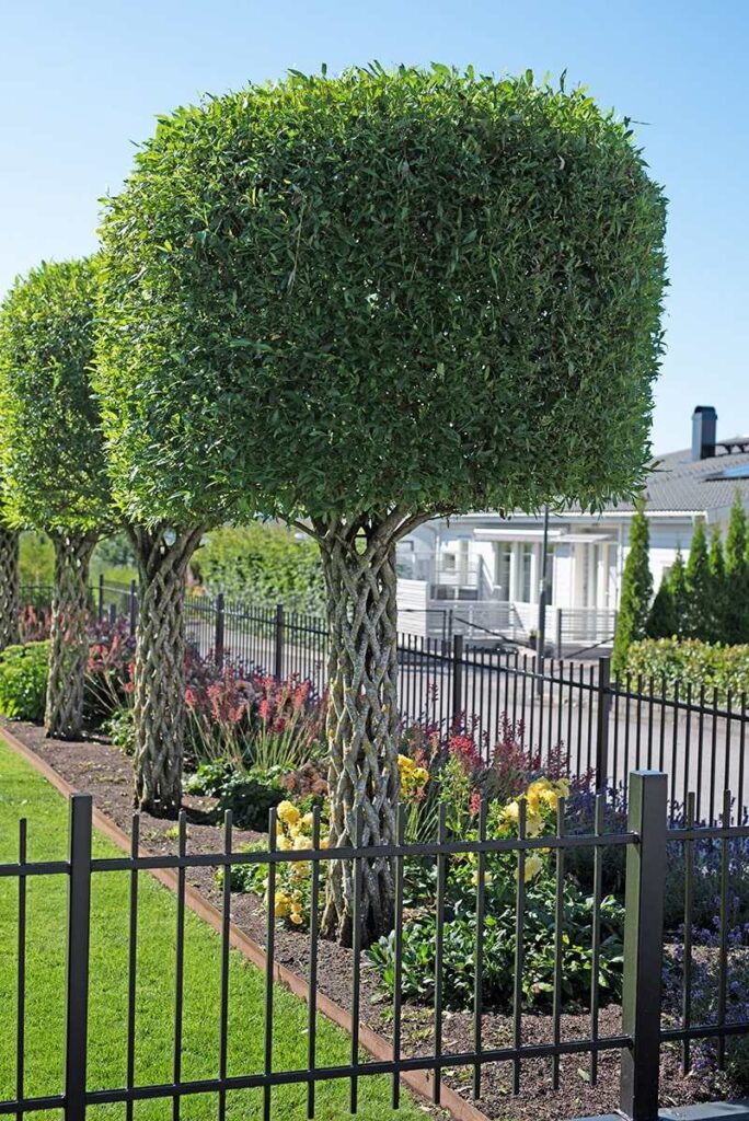 Living willow sculpture with trimmed crown