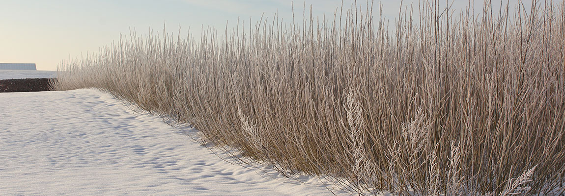 Willow field covered in snow