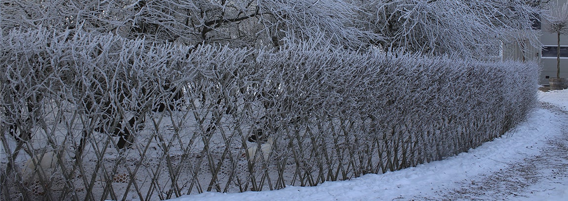 Vinterbillede af pilehegn